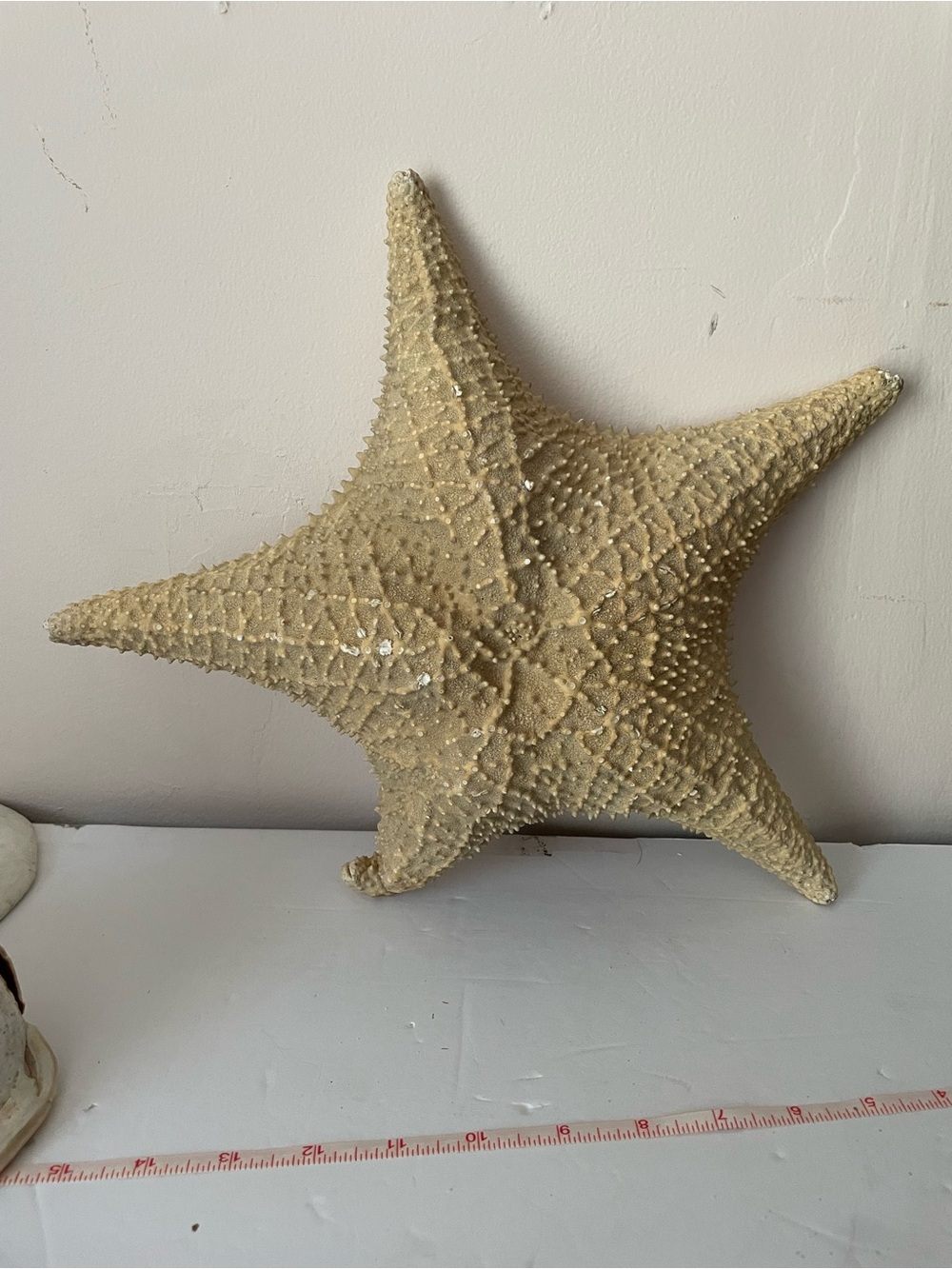 14” dried Sea Star Starfish Specimen Nautical